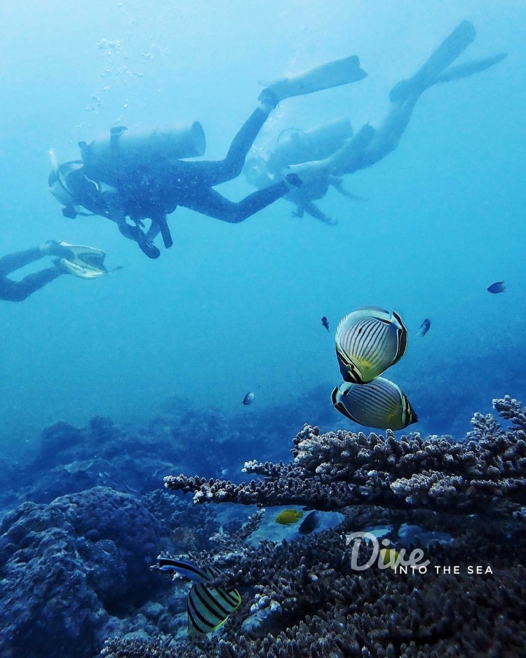 Barat Dive Centre&nbsp;Tioman